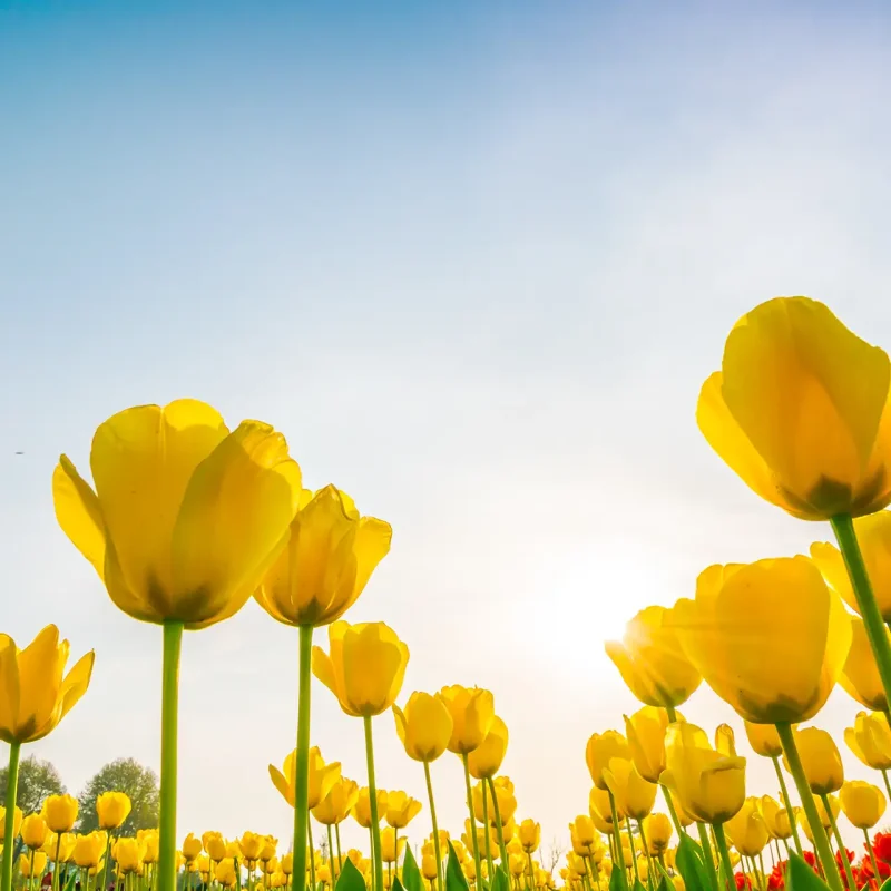 tulipani sbocciano a primavera