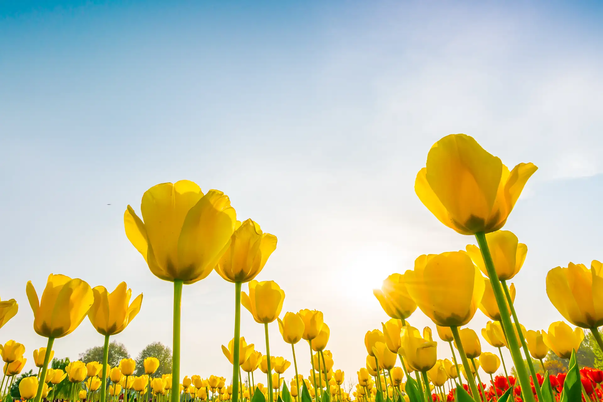 tulipani sbocciano a primavera